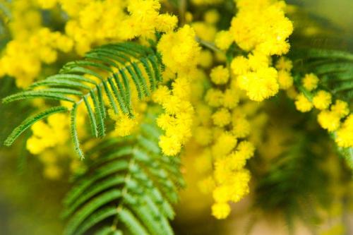 Fleurs cultivées : Mimosa