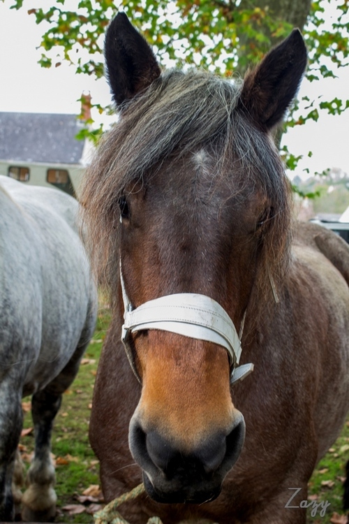 Chevaux