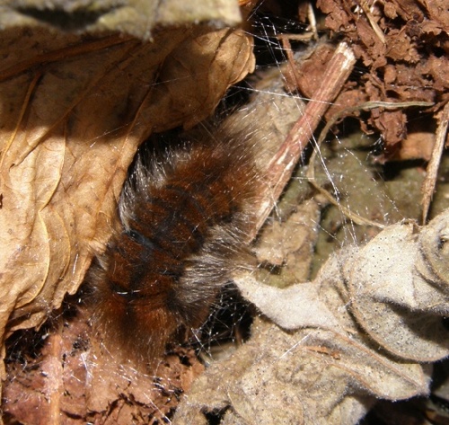 La chenille