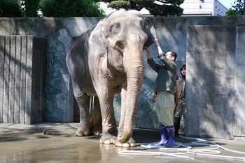 asian_elephant