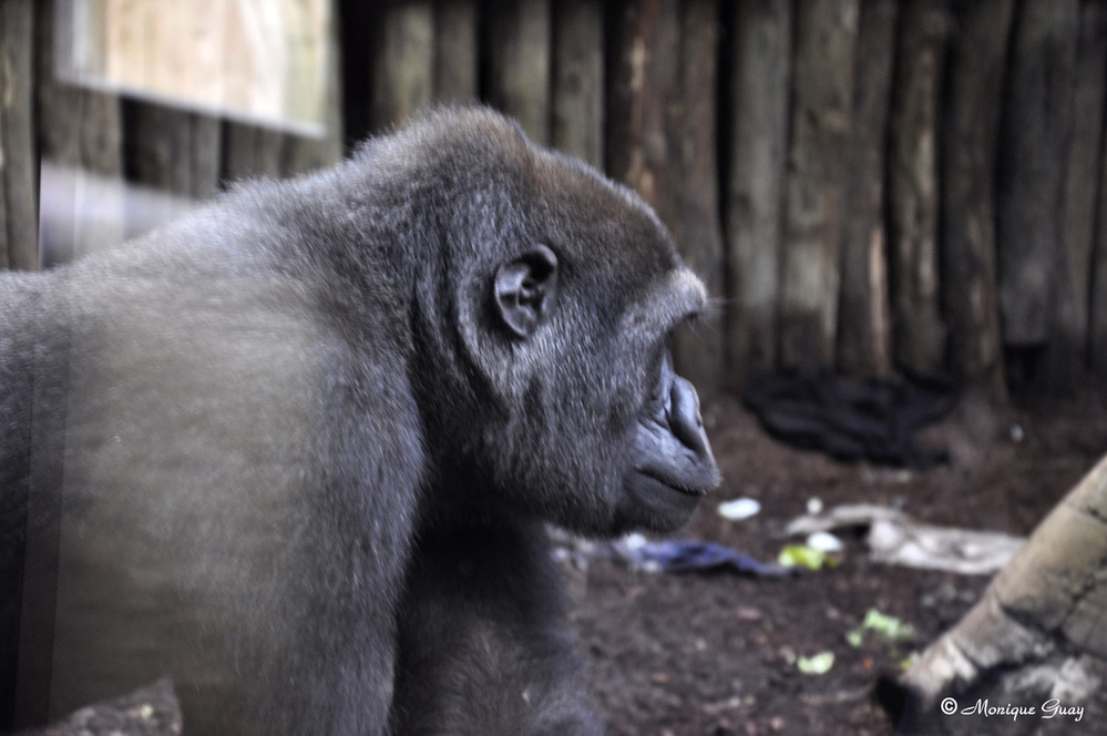 Les gorilles du zoo d'Amnéville en Moselle