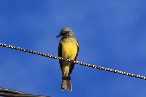 Tyran mélancolique (Tropical kingbird)