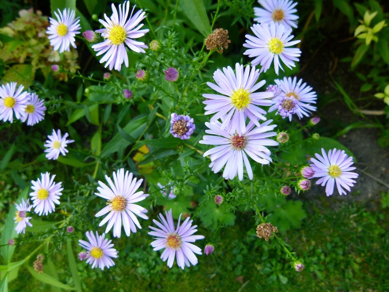 Quelques fleurs du jardin