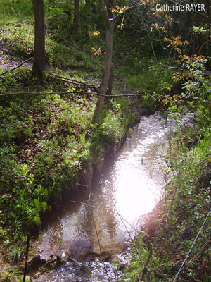 La nature vue par Catherine RAYER