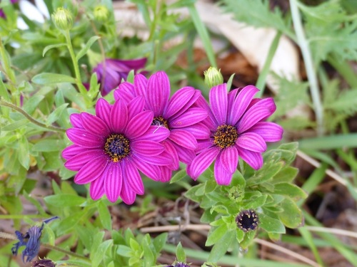 Fleurs de Printemps