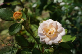 Un jour, une rose : Bordure Nacrée