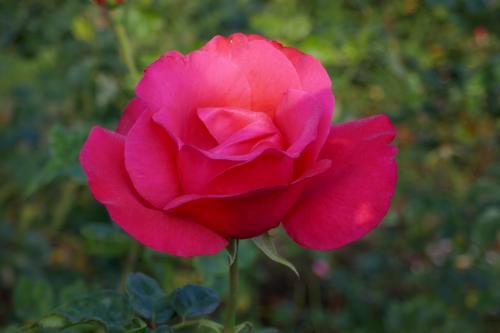 Le cartoscope du samedi 21 mai 2022