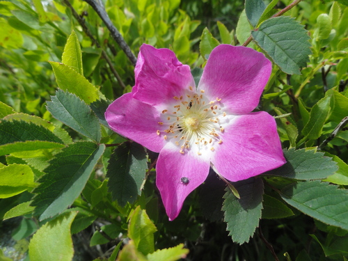 Fleurs roses