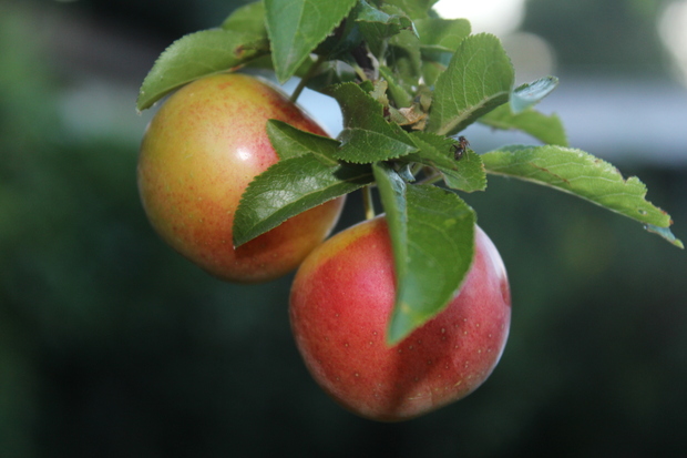 et mon jardin !