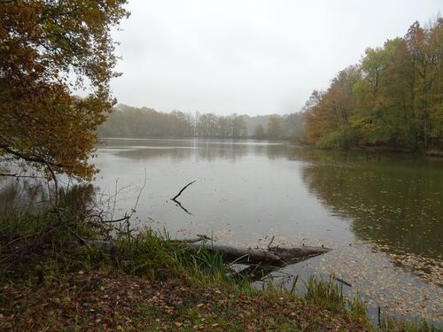 "Le Lac du Der" - Vendredi 10 novembre 2017