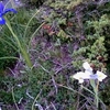 Iris des Pyrénées (Iris latifolia) blanc