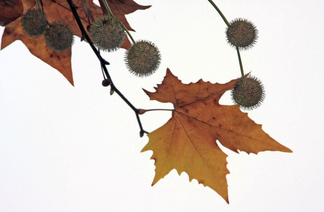 à l'automne 2007, quelques feuilles mortes 13/4