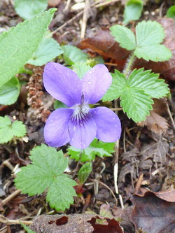 Cadeaux de la Nature