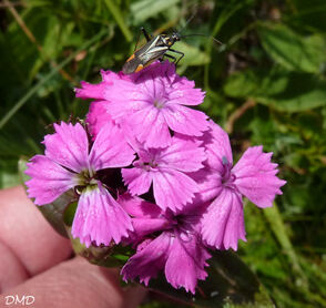 Dianthus barbatus - oeillet des poètes - bouquet fait