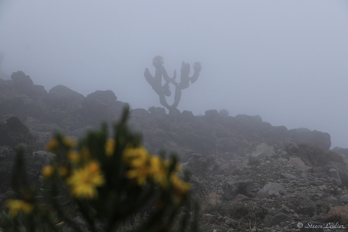 Ascension du Kilimanjaro