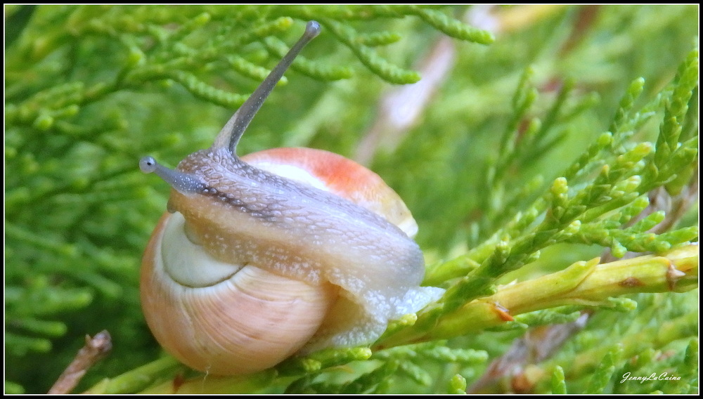 Jolie coquille