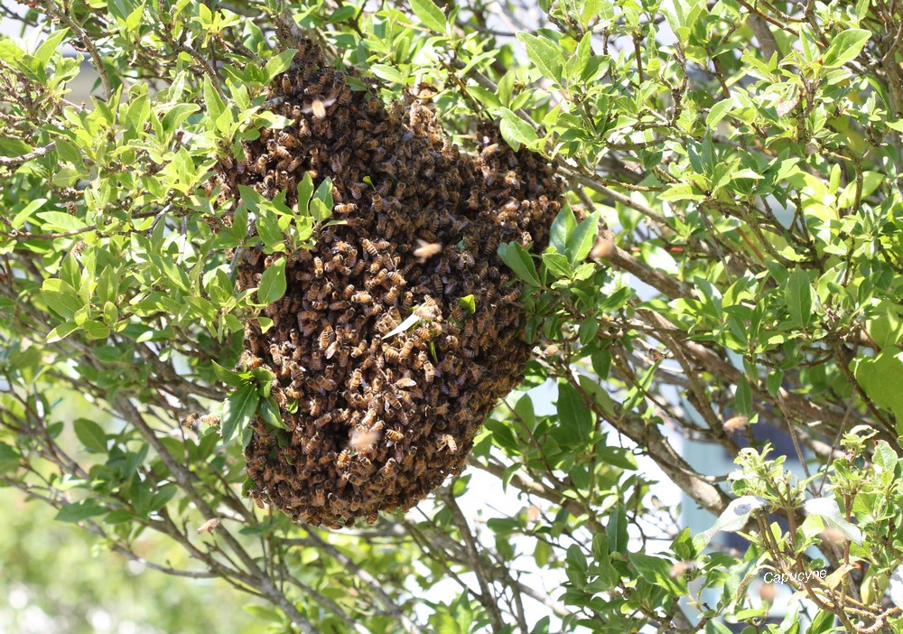 Des milliers d'abeilles !!!