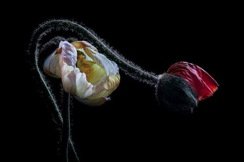 Christine Ellger