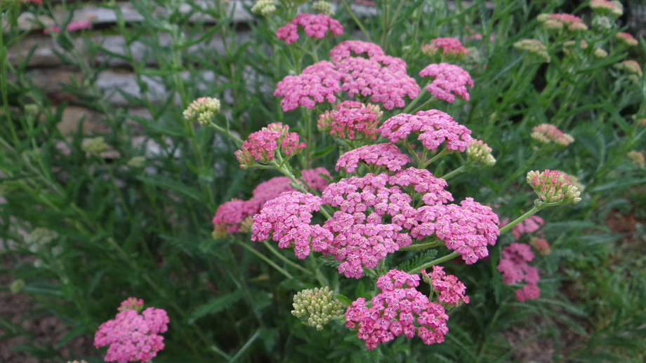 Achillea Millefolium 