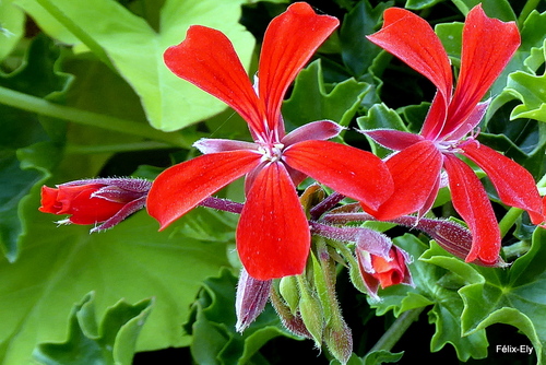 Des fleurs de géranium (2)