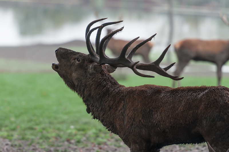 Brâme du cerf à Sainte Croix