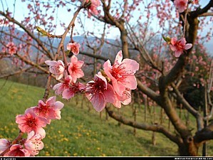 000048-fleurs-d-arbres-frutiers.jpg