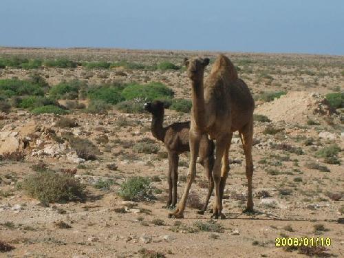 Sahara occidental : Dromadaires sur le bord de la route