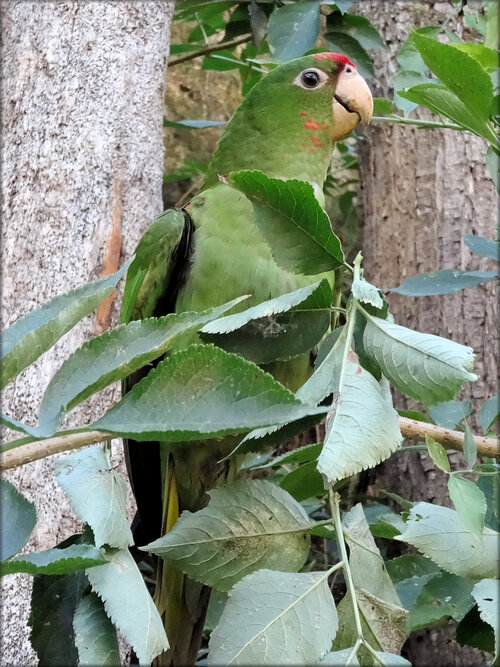 Conure Mitrée (Zoo de Doué la Fontaine)