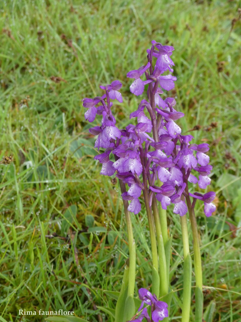 La Glycine ,et autres fleurs,