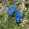 Gentiane printanière (Gentiana verna)