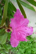 rhododendron 'boskoop ostara'