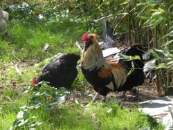 Mon jardin dans l'ensemble 