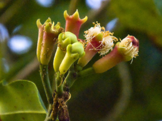 Floraison de Syzygium aromaticum - Différents stades