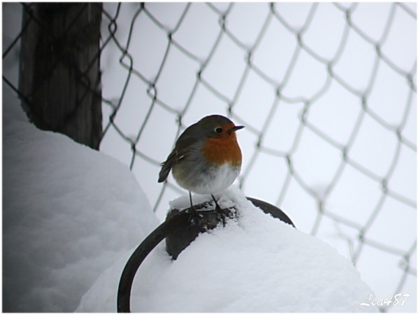 Oiseaux-2-0002-rouge-gorge.jpg