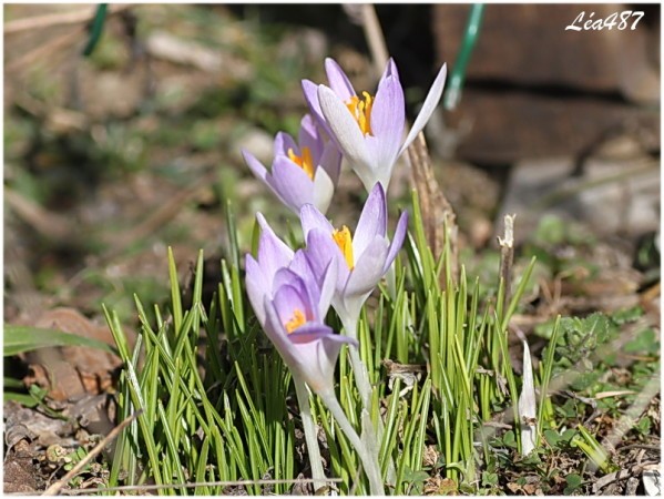 Fleurs-2-2419-crocus.jpg