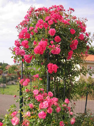 Rosier grimpant rose bengale ' Gîte de France ' de Meilland ( Meiwaton )