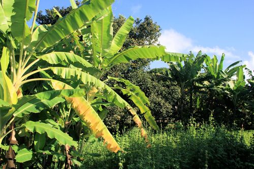 Gwada c'est la banane