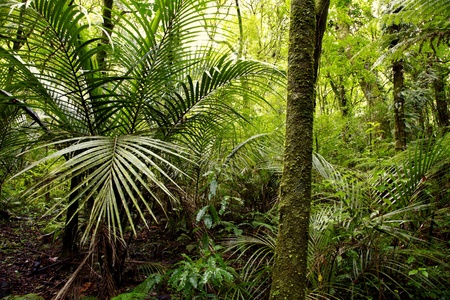 Belle Forêt Tropicale Ouest-africaine Luxuriante Au Coucher Du Soleil  Incroyable, Libéria, Afrique De L'ouest Banque D'Images Et Photos Libres De  Droits. Image 87602783.