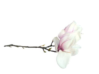 Fleur magnolia