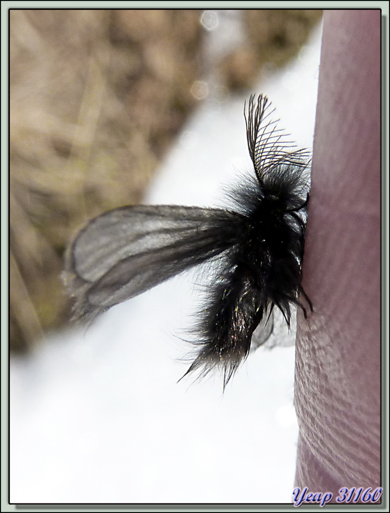 Papillon microlépidoptère Pschychide mâle - Tuc des Pans - Fos - 31  (Faune)