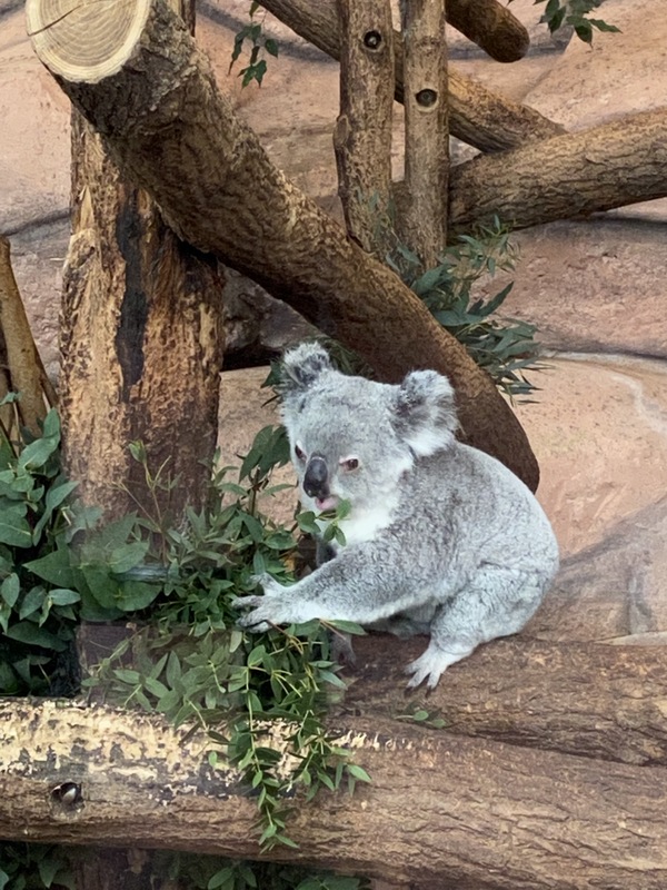 Zoo de Beauval