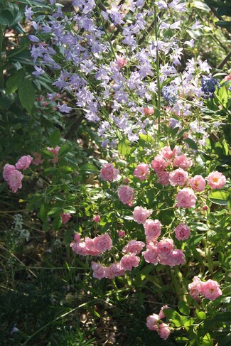 Rosier ' The Fairy ' et campanules Raiponce