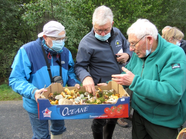 Les mycologues Châtillonnais ont sillonné le Morvan a la recherche d'espèces différentes de champignons...et leur quête a été fructueuse !