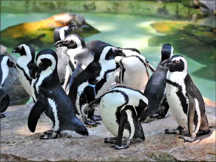 Manchot du Cap (Zoo des Sables d'Olonne)