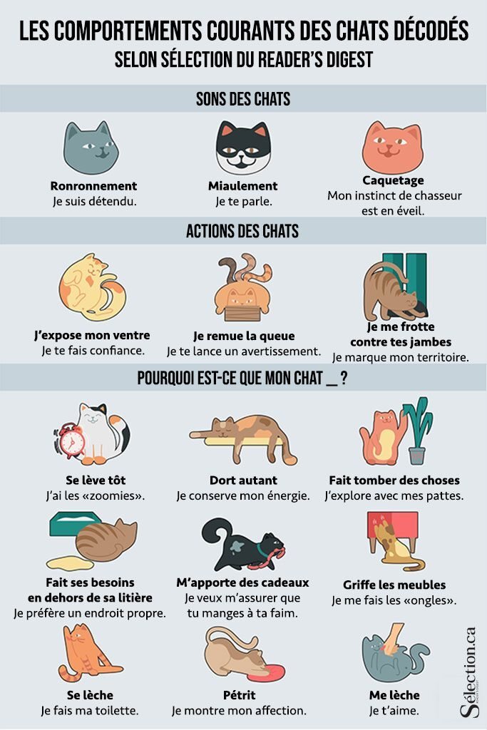 Comment décoder le comportement des chats?