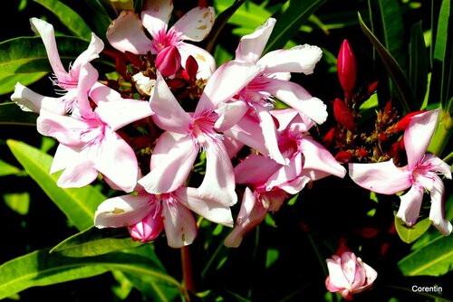 Fleurs du laurier rose