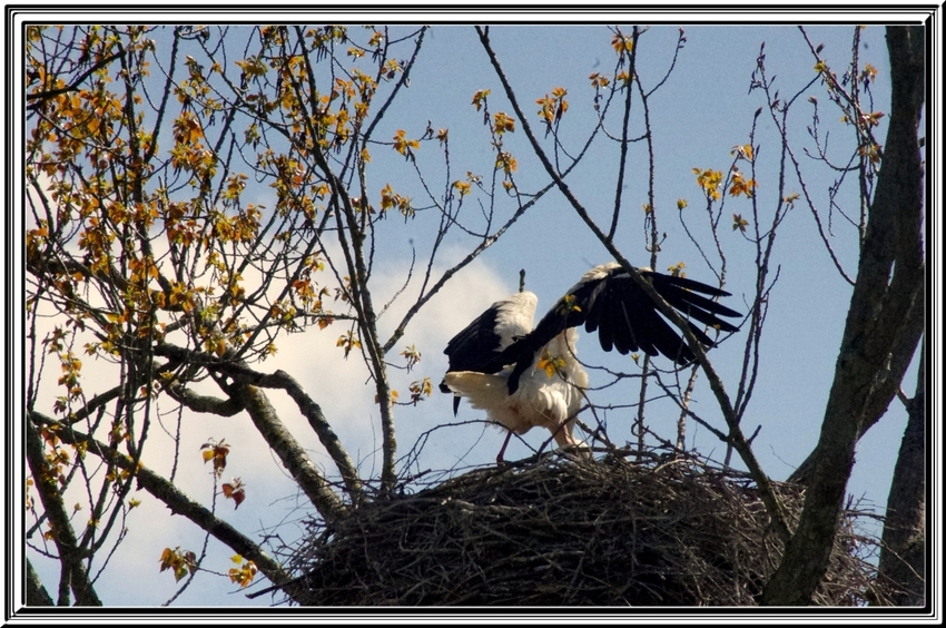 Balade dans les marais entre Brouage et Beaugeay