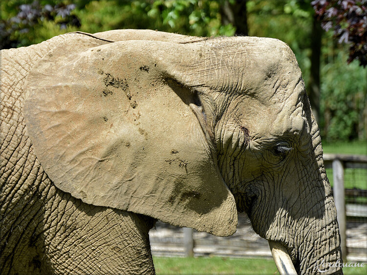 Photo d'éléphant d'Afrique - Zoo de Beauval