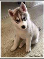 Kira (2 mois)