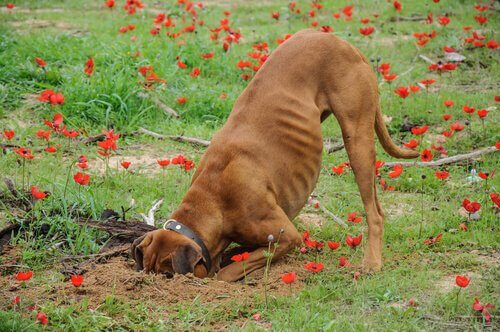 Résultat de recherche d'images pour "chien au jardin de fleur"